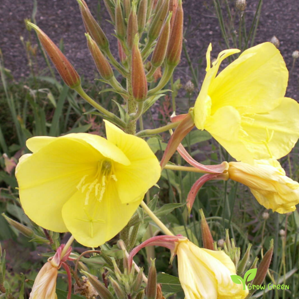 20 seeds of Evening Primrose - OENOTHERA BIENNIS + Gift 5 seeds Sunflower