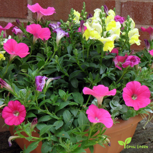 20 seeds of PETUNIA INTEGRIFOLIA + Gift 5 seeds Sunflower