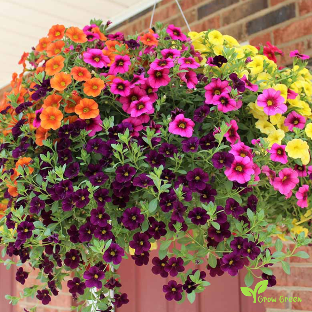 20 seeds of PETUNIA INTEGRIFOLIA + Gift 5 seeds Sunflower