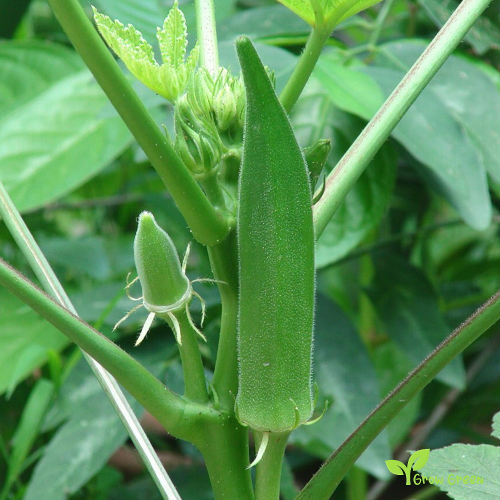 5 seeds of Okra - ABELMOSCHUS ESCULENTUS - Okro + Gift 5 seeds Sunflower
