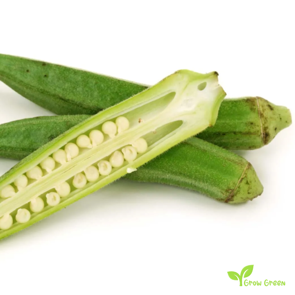 5 seeds of Okra - ABELMOSCHUS ESCULENTUS - Okro + Gift 5 seeds Sunflower