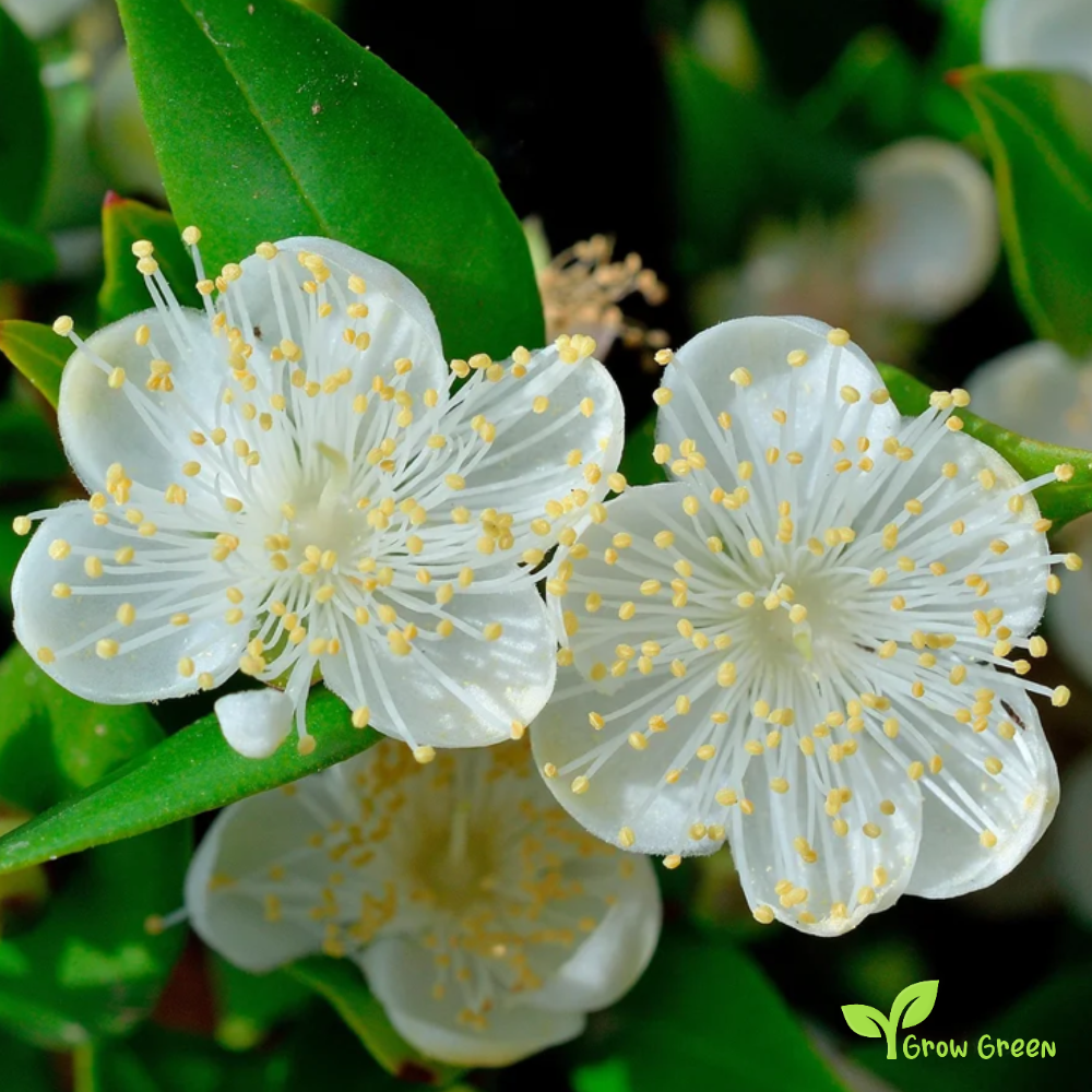 5 seeds of Myrtle - MYRTUS COMMUNIS + Gift 5 seeds Sunflower