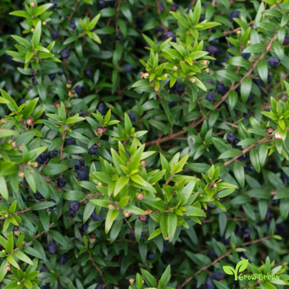 5 seeds of Myrtle - MYRTUS COMMUNIS + Gift 5 seeds Sunflower