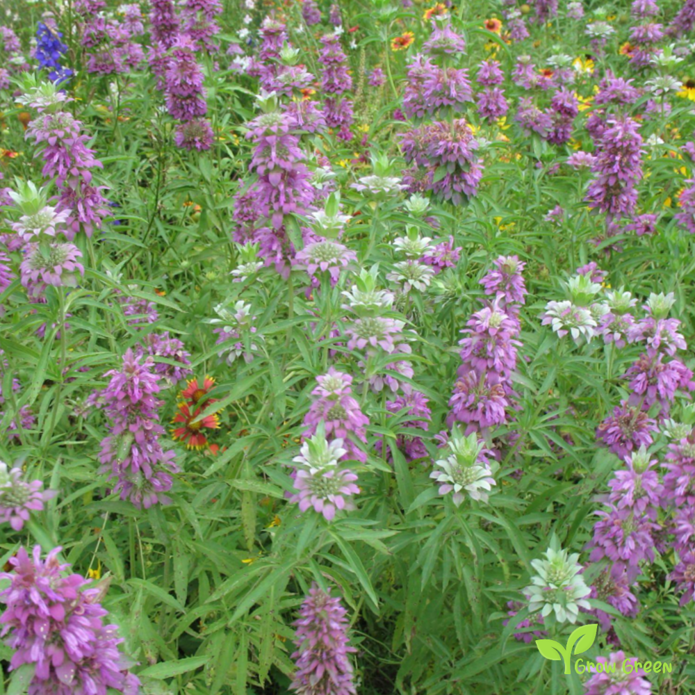 30 seeds of Lemon Beebalm MONARDA CITRIODORA - Lemon Mint + Gift 5 seeds Sunflower