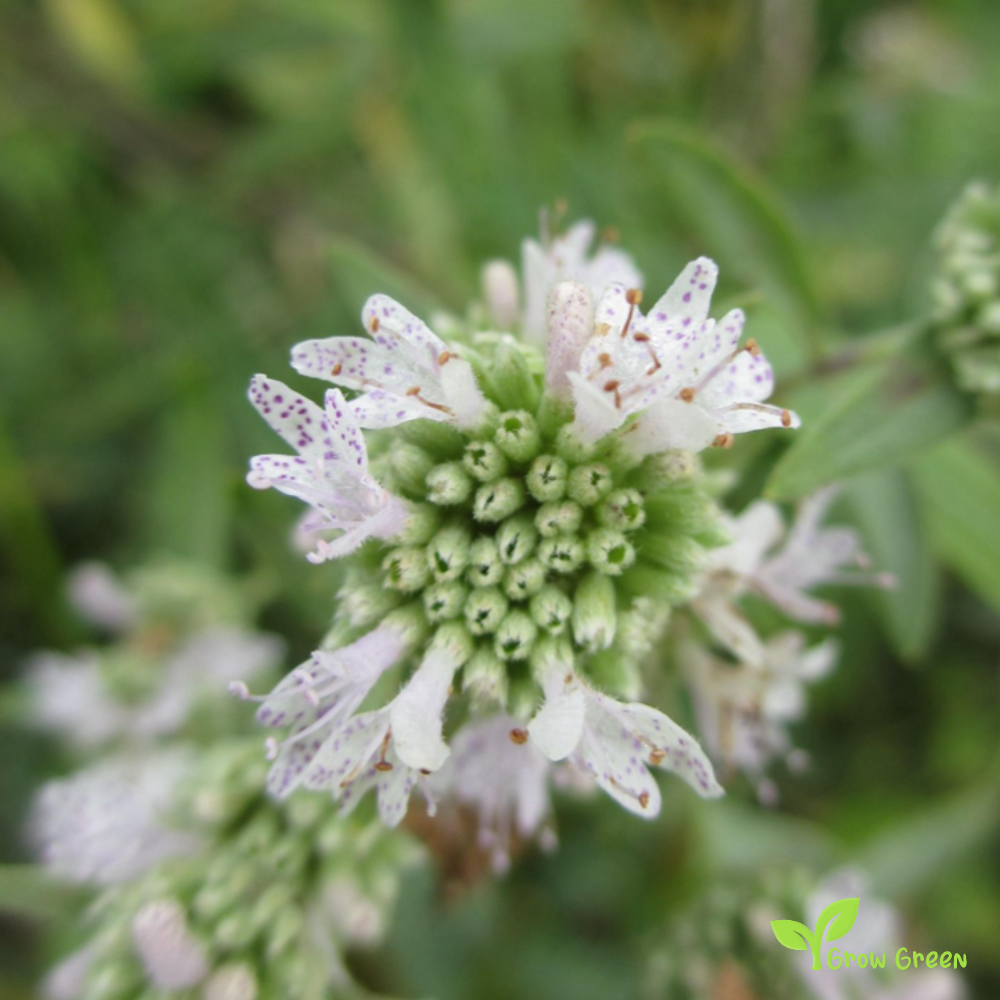 20 seeds of Hairy Mountain Mint - PYCNANTHEMUM PILOSUM + Gift 5 seeds Sunflower