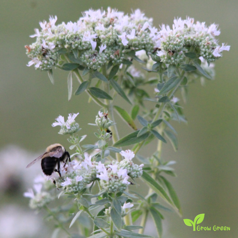 20 seeds of Hairy Mountain Mint - PYCNANTHEMUM PILOSUM + Gift 5 seeds Sunflower