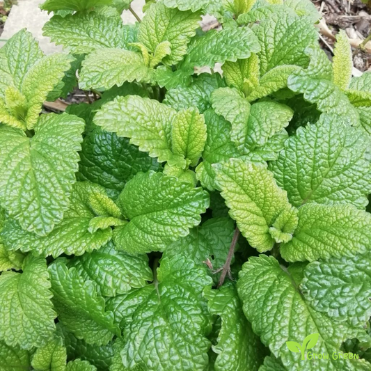 30 seeds of Lemon Balm - MELISSA OFFICINALIS - Balm Mint  + Gift 5 seeds Sunflower
