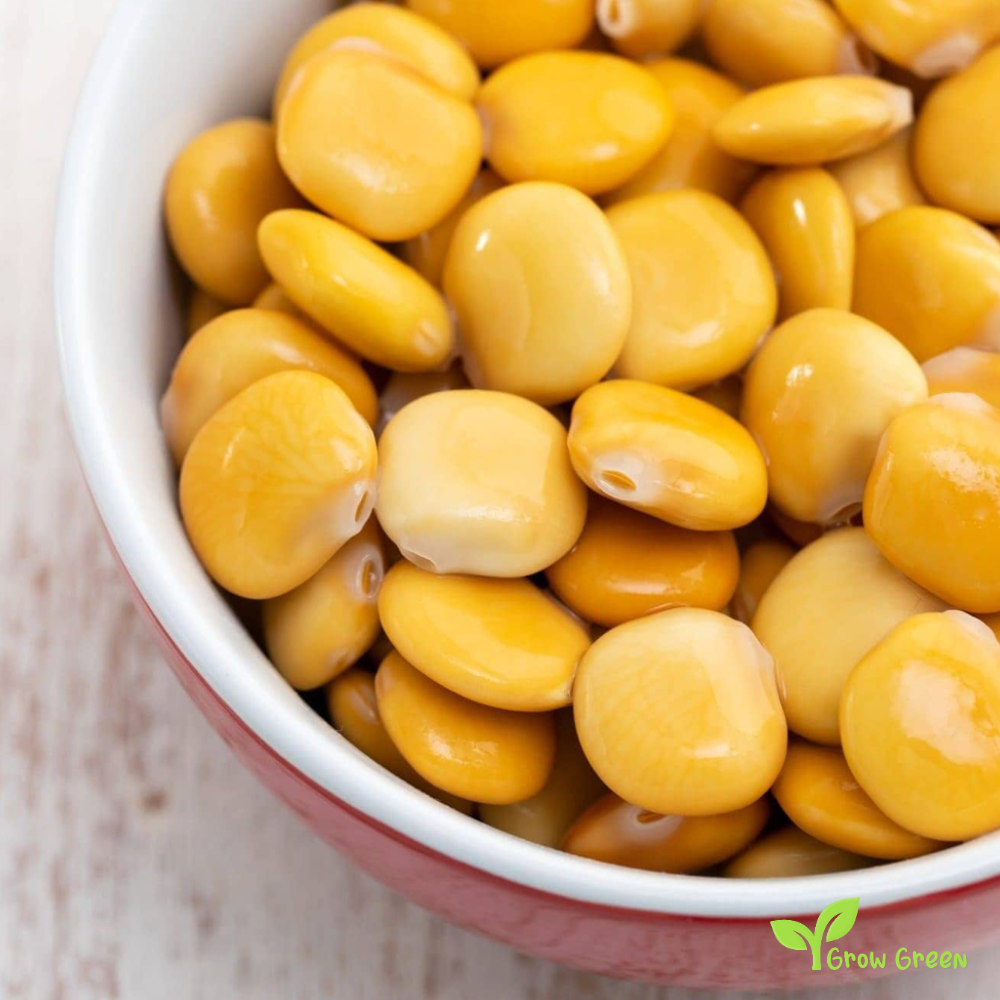 50 seeds of Lupin - LUPINUS - Lupine + Gift 5 seeds Sunflower