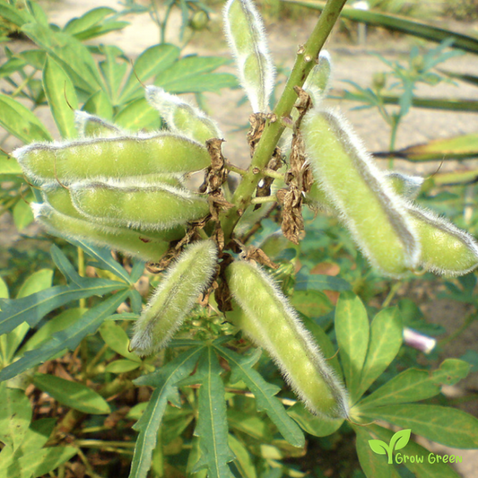 50 seeds of Lupin - LUPINUS - Lupine + Gift 5 seeds Sunflower