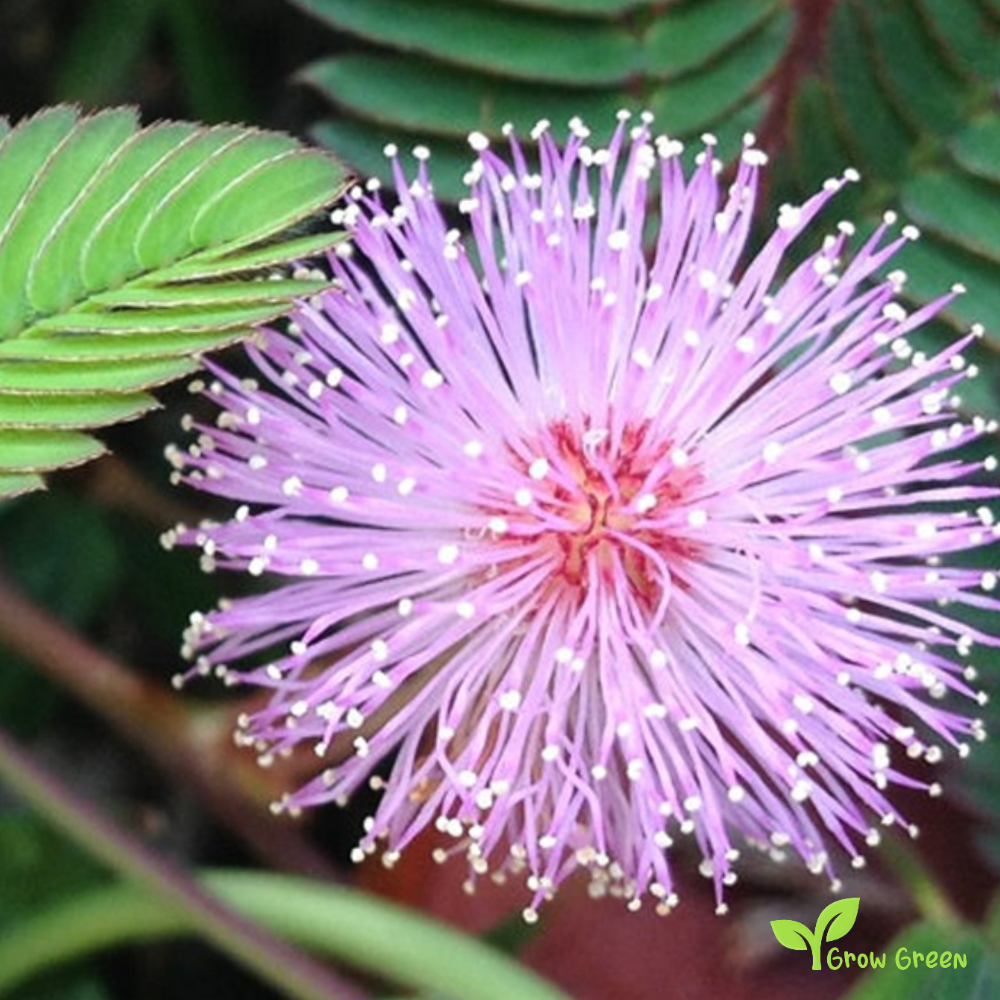 5 seeds of Shameplant - MIMOSA PUDICA - Sensitive Plant + Gift 5 seeds Sunflower