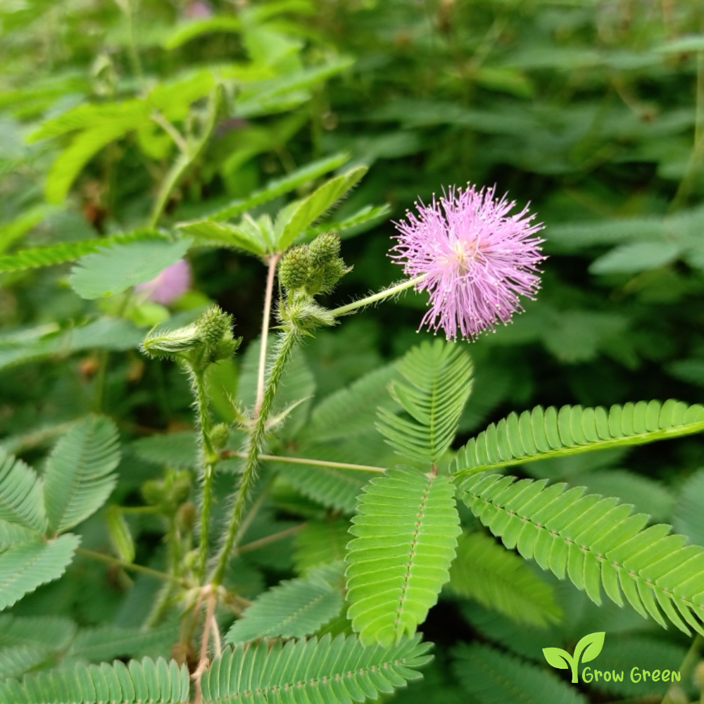 5 seeds of Shameplant - MIMOSA PUDICA - Sensitive Plant + Gift 5 seeds Sunflower