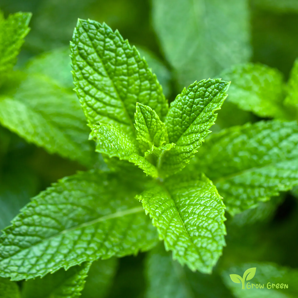50 seeds of Spearmint - MENTHA SPICATA - Common Mint + Gift 5 seeds Sunflower