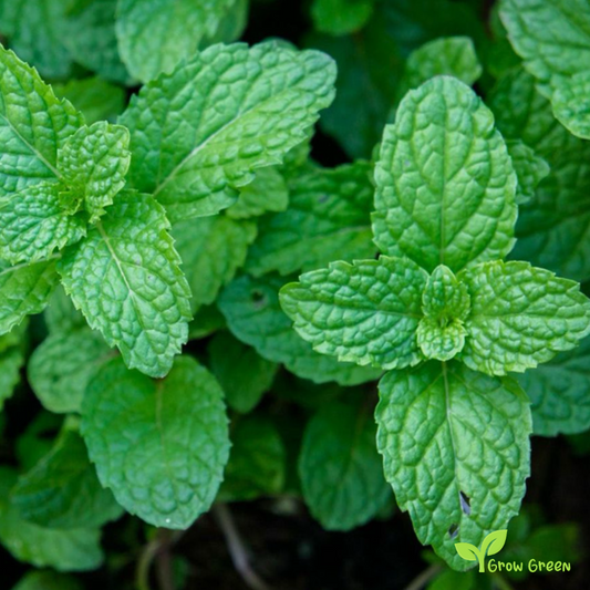 50 seeds of Peppermint - MENTHA PIPERITA + Gift 5 seeds Sunflower