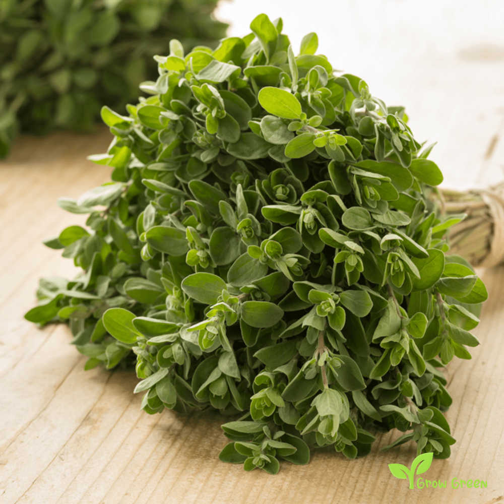 50 seeds of Marjoram - ORIGANUM MAJORANA - Oregano + Gift 5 seeds Sunflower