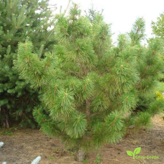 5 seeds of Chinese Red Pine - PINUS TABULIFORMIS - Manchurian + Gift 5 seeds Sunflower
