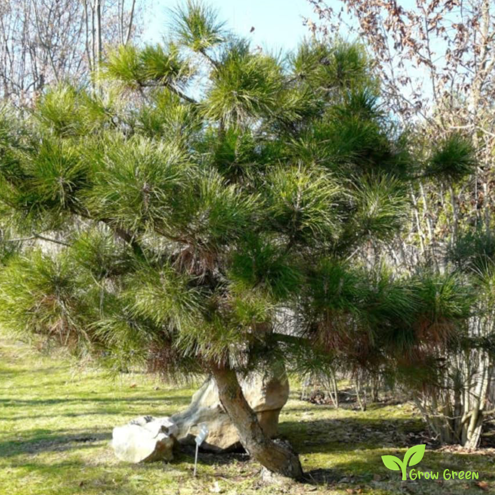 5 seeds of Chinese Red Pine - PINUS TABULIFORMIS - Manchurian + Gift 5 seeds Sunflower