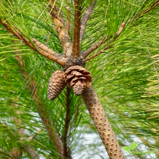 5 seeds of Chinese Red Pine - PINUS TABULIFORMIS - Manchurian + Gift 5 seeds Sunflower