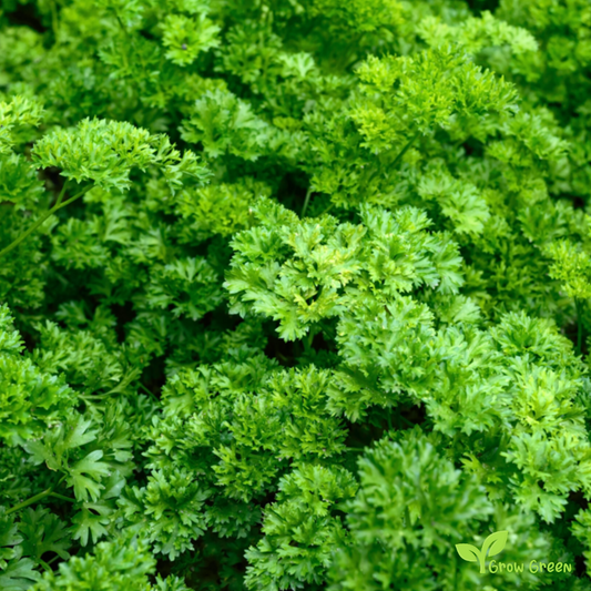 30 seeds of Curled Parsley - PETROSELINUM CRISPUM - CURLY + Gift 5 seeds Sunflower