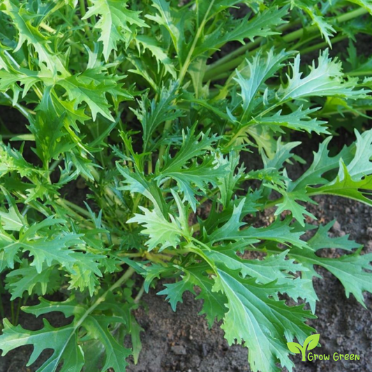 50 seeds of MIZUNA - BRASSICA RAPA - Namenia - Mustard + Gift 5 seeds Sunflower