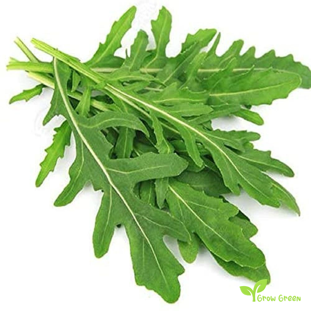 50 seeds of MIZUNA - BRASSICA RAPA - Namenia - Mustard + Gift 5 seeds Sunflower