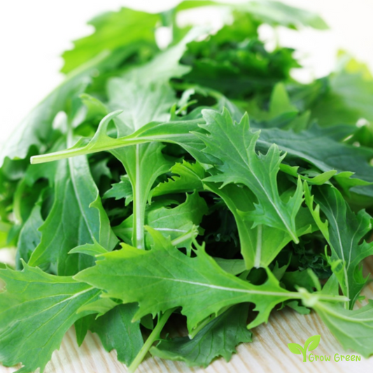 50 seeds of MIZUNA - BRASSICA RAPA - Namenia - Mustard + Gift 5 seeds Sunflower