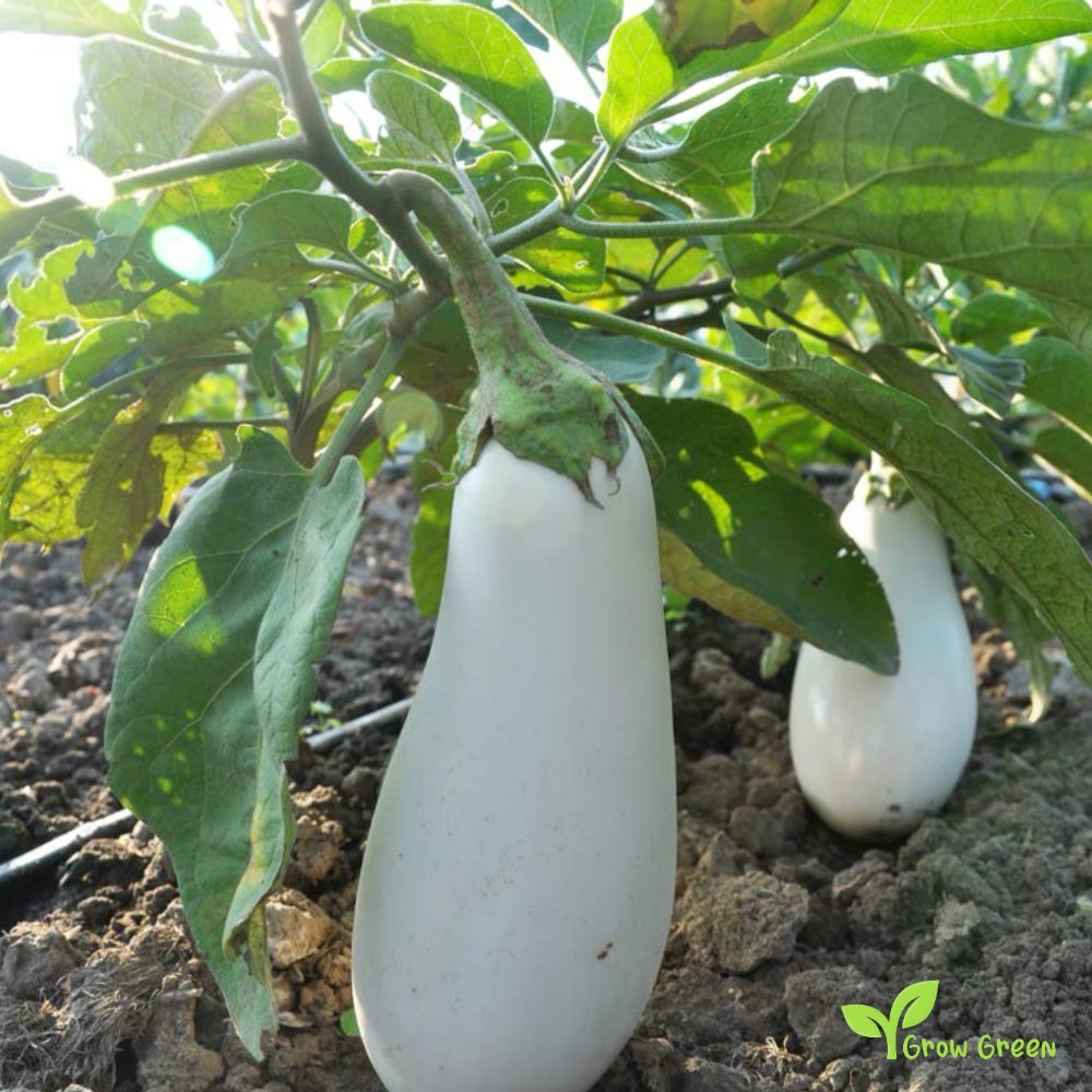 30 seeds of White Aubergine - SOLANUM MELONGENA Eggplant + Gift 5 seeds Sunflower