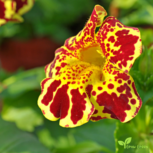 40 seeds of MIMULUS TIGRINUS + Gift 5 seeds Sunflower