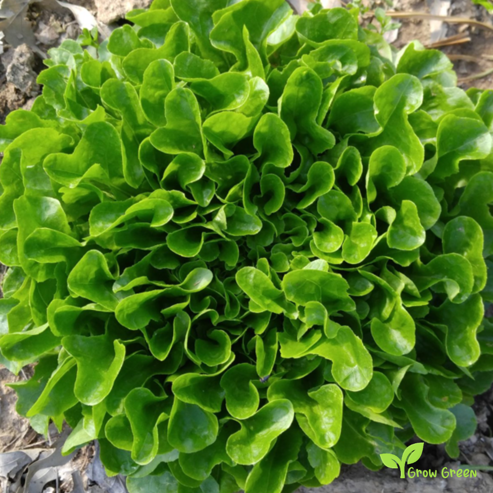 50 seeds of Lettuce Oakleaf - LACTUCA SATIVA - Ashbrook Salad + Gift 5 seeds Sunflower