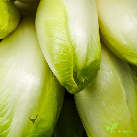 50 seeds of Belgian Endive - CICHORIUM INTYBUS - Chicory + Gift 5 seeds Sunflower