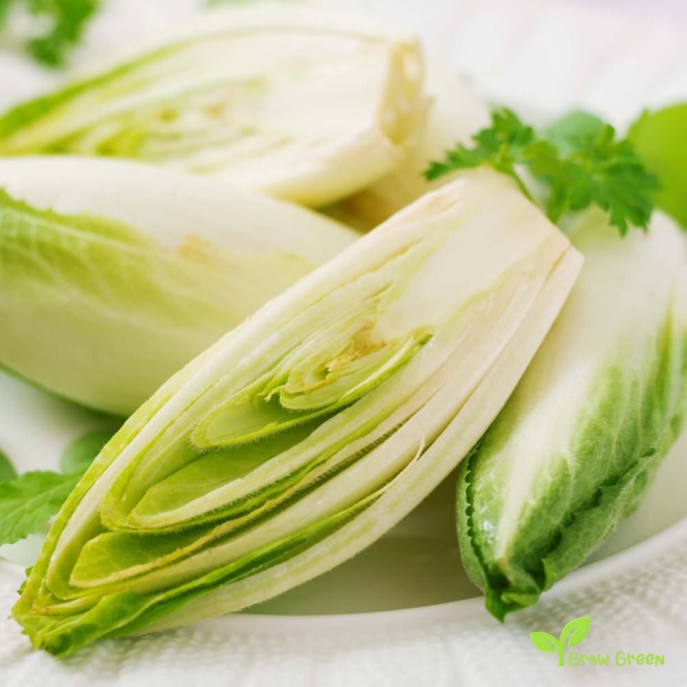 50 seeds of Belgian Endive - CICHORIUM INTYBUS - Chicory + Gift 5 seeds Sunflower