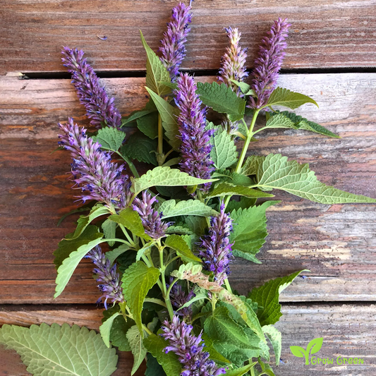 30 seeds of Korean Mint - AGASTACHE RUGOSA - Hyssop Korean + Gift 5 seeds Sunflower