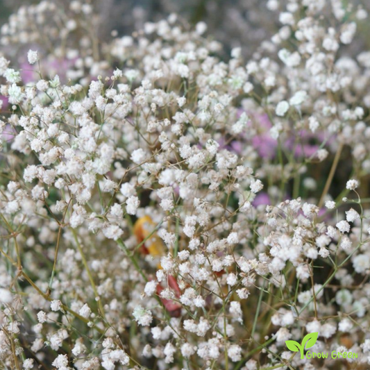 20 seeds of Showy Baby's Breath - GYPSOPHILA ELEGANS + Gift 5 seeds Sunflower