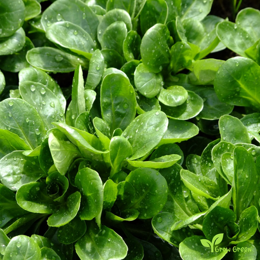 30 seeds of Lamb's Lettuce - VALERIANELLA LOCUSTA - Corn Salad + Gift 5 seeds Sunflower
