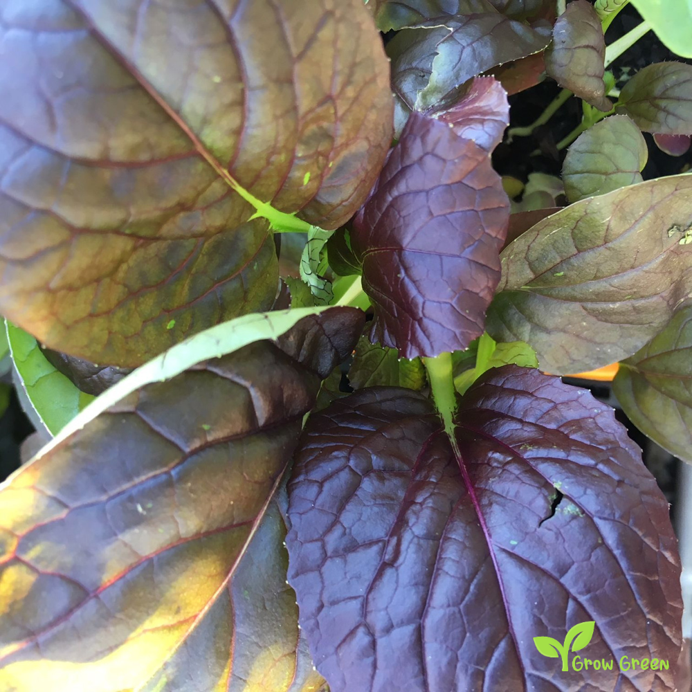 30 seeds of Komatsuna Red - BRASSICA RAPA Japanese Mustard Spinach + Gift 5 seeds Sunflower