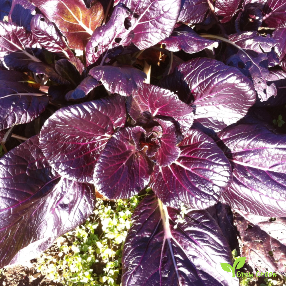 30 seeds of Komatsuna Red - BRASSICA RAPA Japanese Mustard Spinach + Gift 5 seeds Sunflower