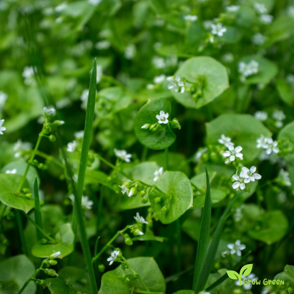 40 seeds of Miner's Lettuce - CLAYTONIA PERFOLIATA Spring Beauty + Gift 5 seeds Sunflower