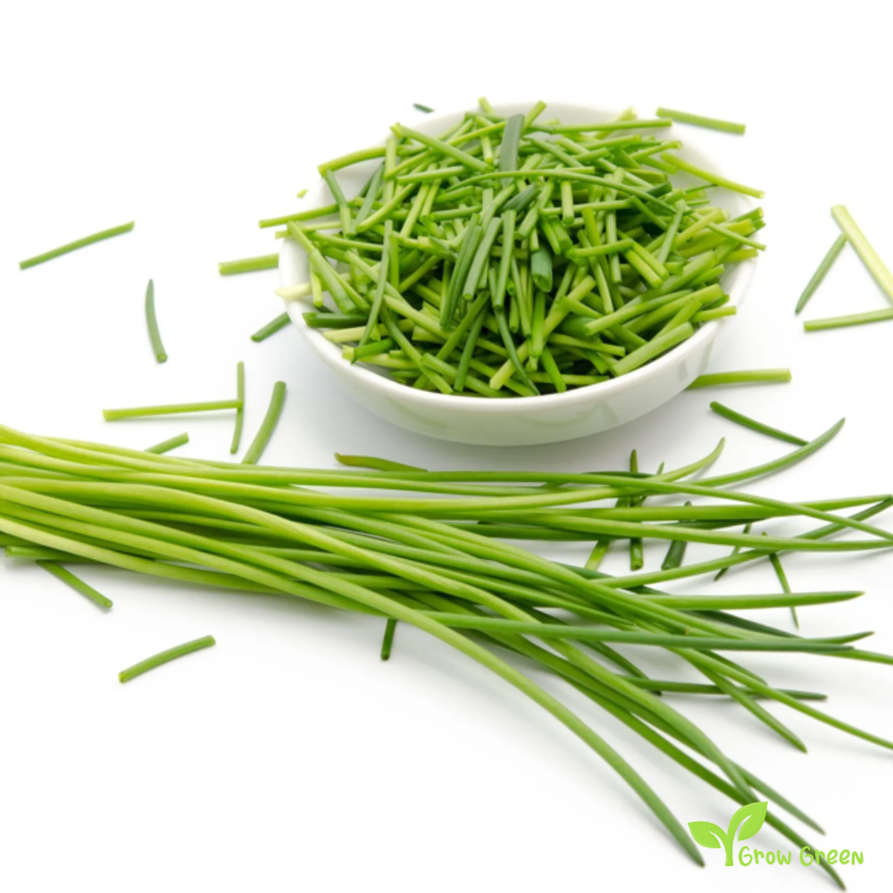 100 seeds of Chives - ALLIUM SCHOENOPRASUM + Gift 5 seeds Sunflower