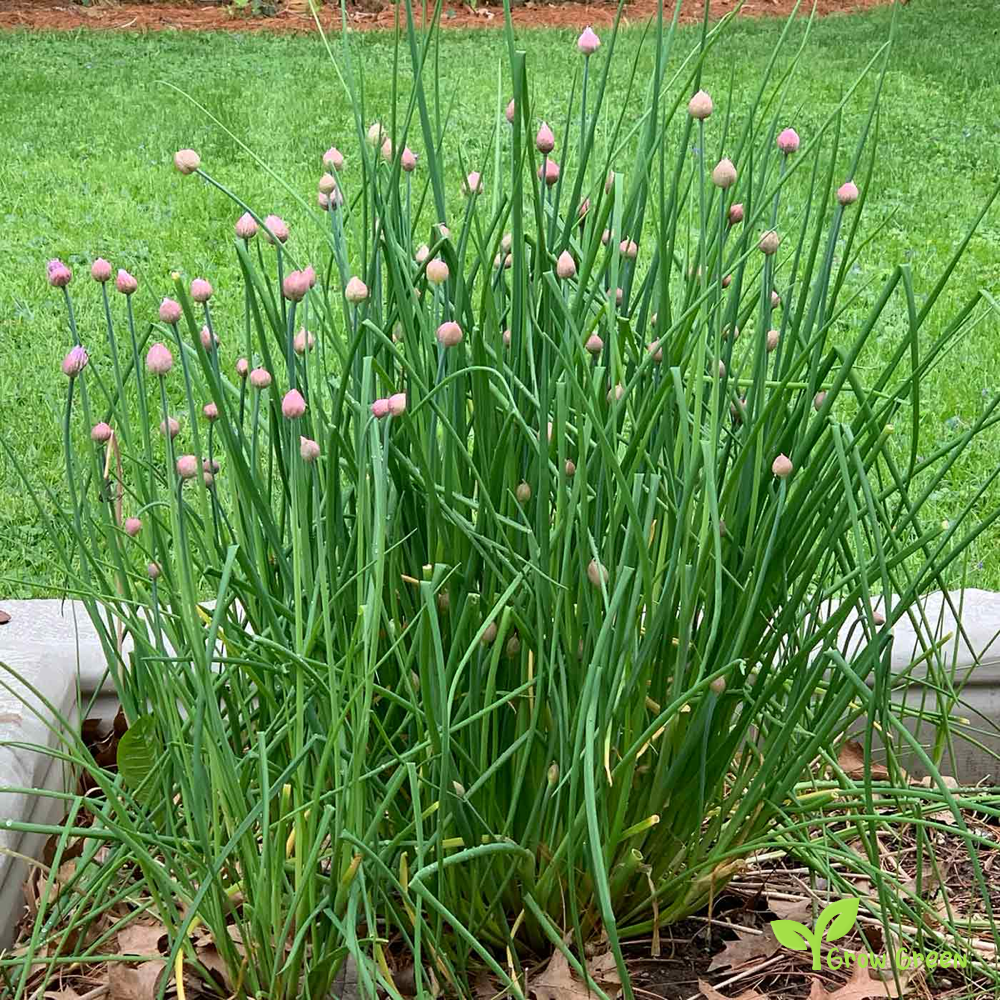 100 seeds of Chives - ALLIUM SCHOENOPRASUM + Gift 5 seeds Sunflower