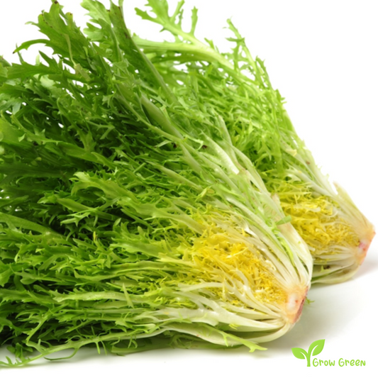 50 seeds of Curly Endive - CICHORIUM ENDIVIA - Chicory + Gift 5 seeds Sunflower