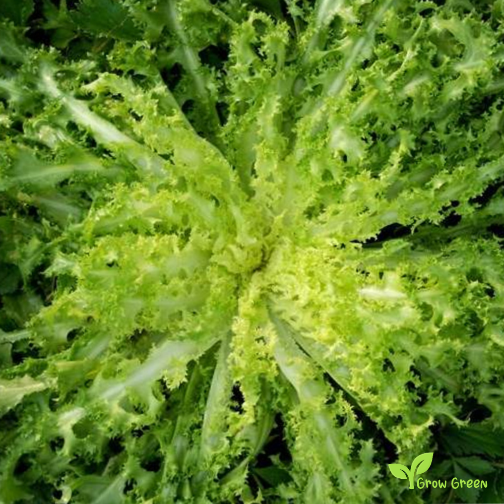 50 seeds of Curly Endive - CICHORIUM ENDIVIA - Chicory + Gift 5 seeds Sunflower