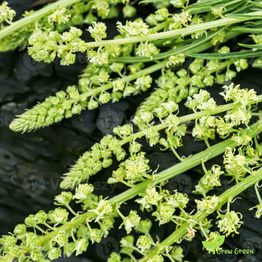 20 seeds of Dyer's Rocket - RESEDA LUTEOLA - Dyer's Weed + Gift 5 seeds Sunflower