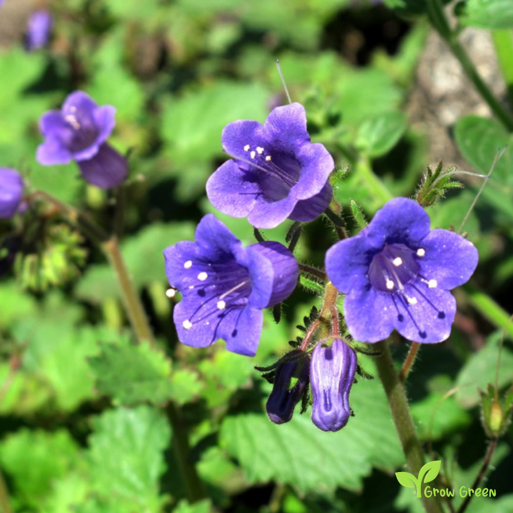 30 seeds of Desert Bells - PHACELIA CAMPANULARIA - Scorpionweed + Gift 5 seeds Sunflower