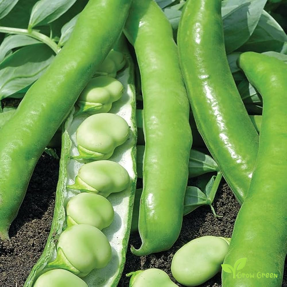 20 seeds of Giant Broad Bean - VICIA FABA - Faba Bean + Gift 5 seeds Sunflower