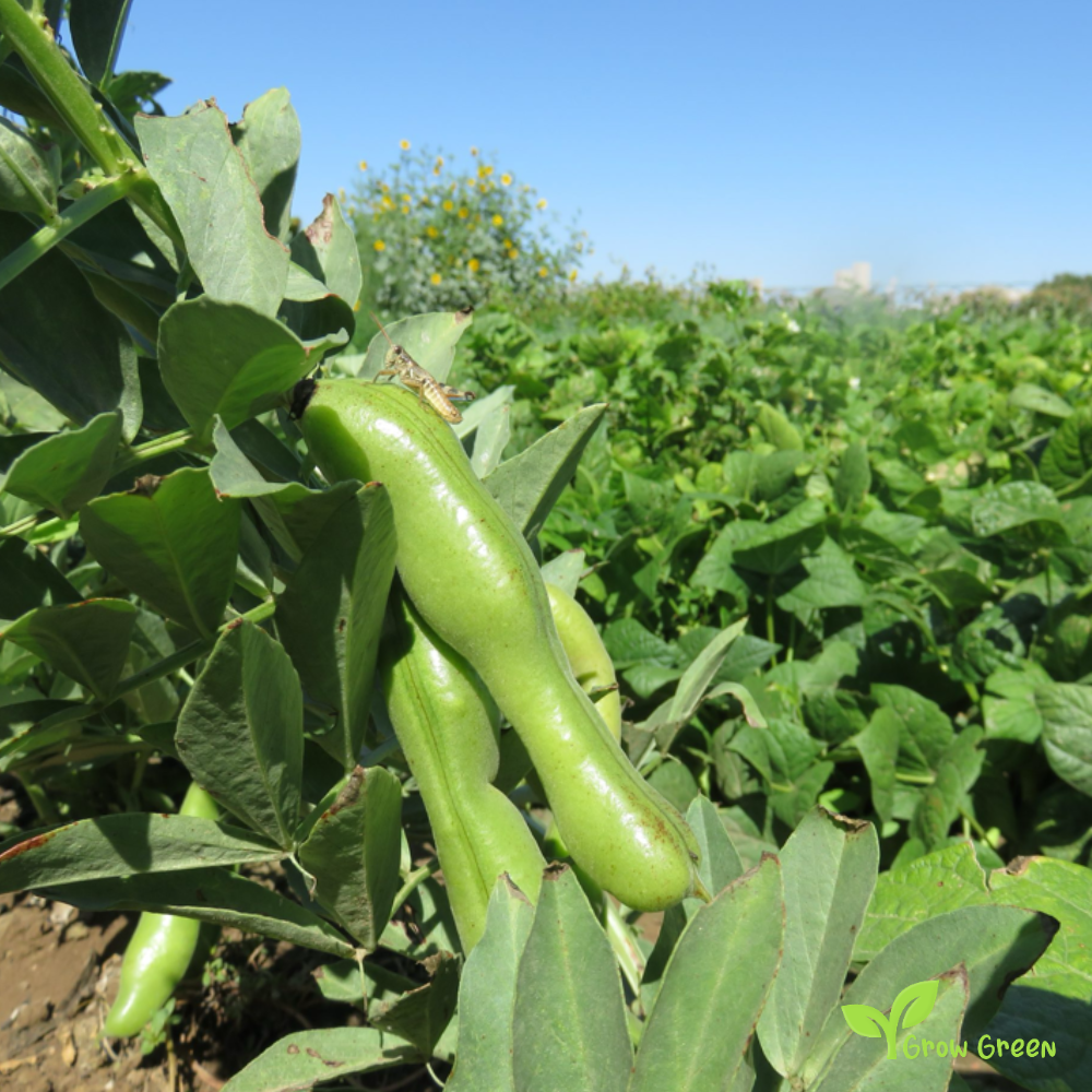 20 seeds of Giant Broad Bean - VICIA FABA - Faba Bean + Gift 5 seeds Sunflower