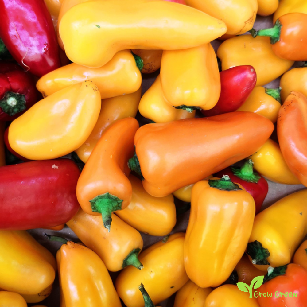 30 seeds of YELLOW Mini Snack Pepper - CAPSICUM ANNUUM - Sweet + Gift 5 seeds of Sunflower