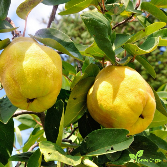 2 seeds of Quince - CYDONIA OBLONGA + Gift 5 seeds of Sunflower