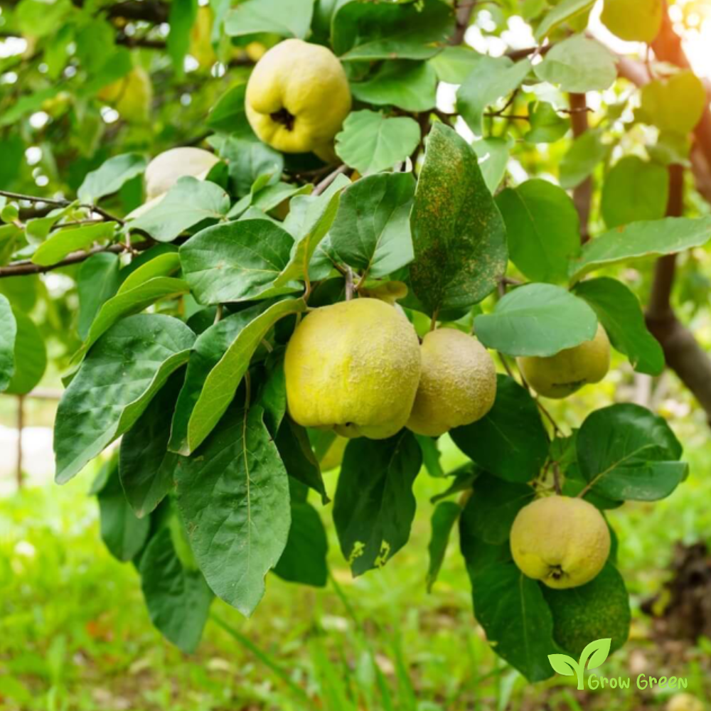 2 seeds of Quince - CYDONIA OBLONGA + Gift 5 seeds of Sunflower