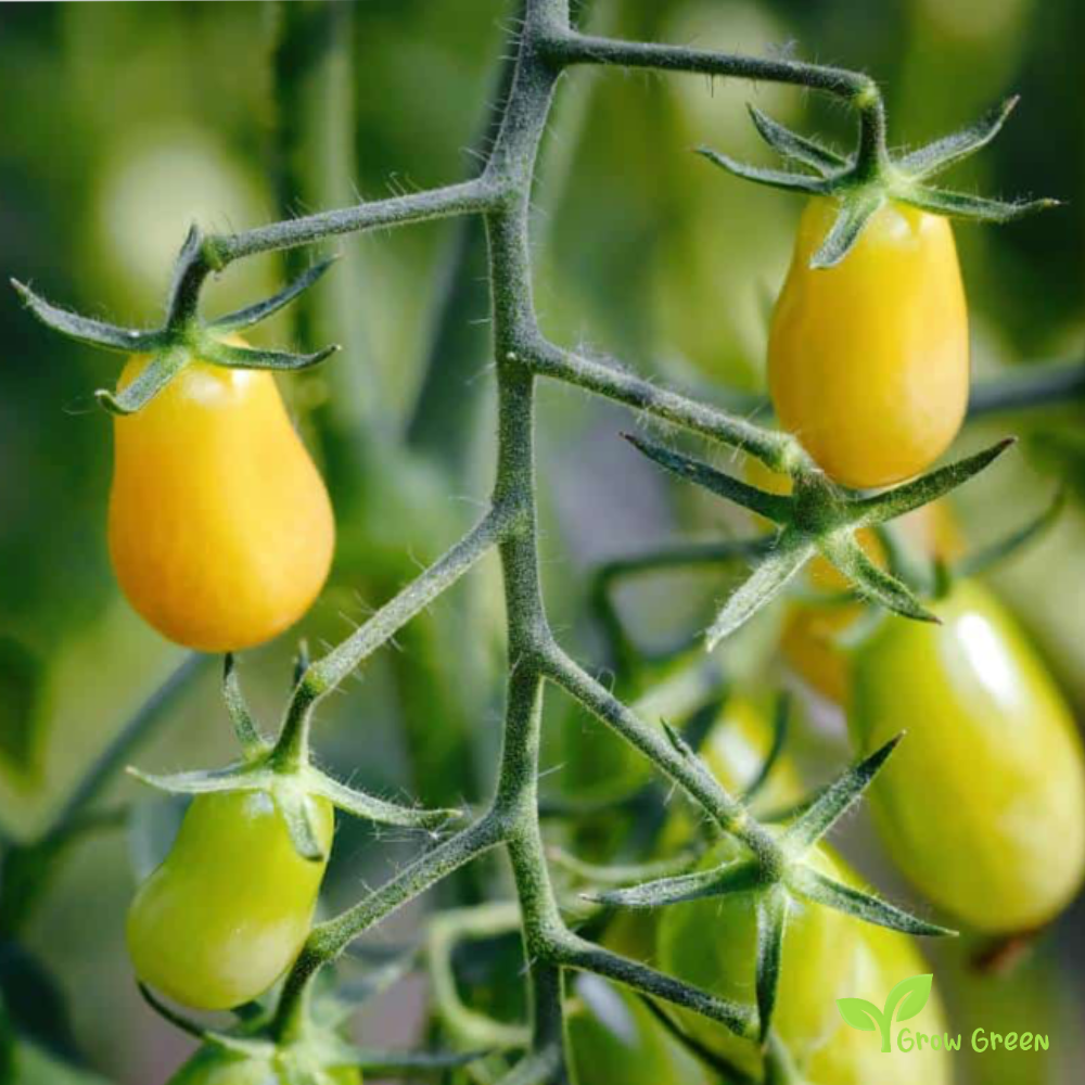 10 seeds of White Cherry Tomato Pear - SOLANUM LYCOPERSICUM + Gift 5 seeds of Sunflower