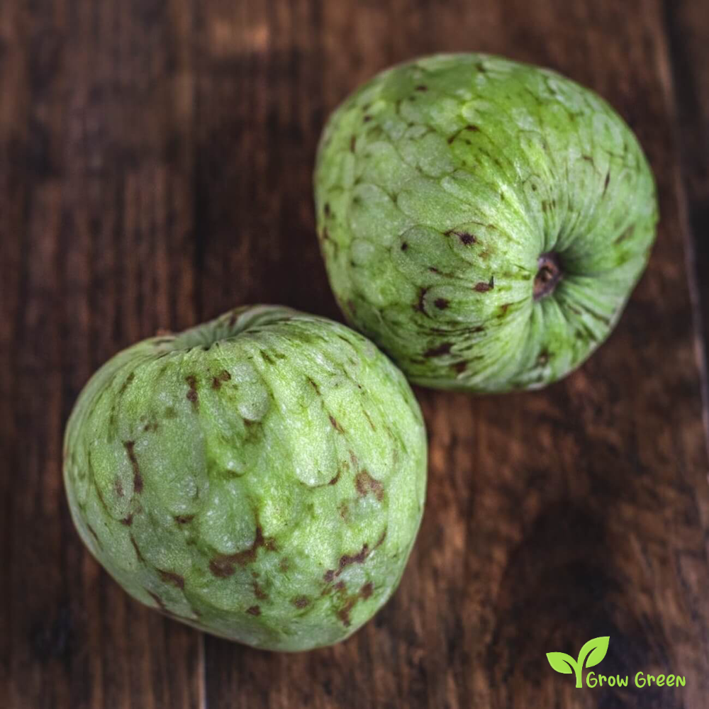 5 seeds of Custard Apple - ANNONA CHERIMOLA - Cherimoya + Gift 5 seeds of Sunflower
