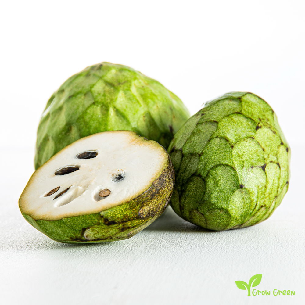 5 seeds of Custard Apple - ANNONA CHERIMOLA - Cherimoya + Gift 5 seeds of Sunflower